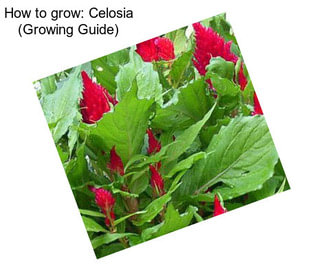 How to grow: Celosia (Growing Guide)