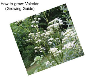 How to grow: Valerian (Growing Guide)