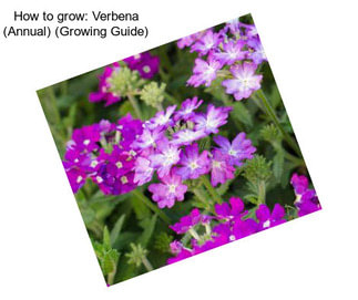 How to grow: Verbena (Annual) (Growing Guide)