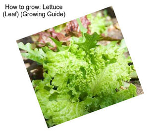 How to grow: Lettuce (Leaf) (Growing Guide)