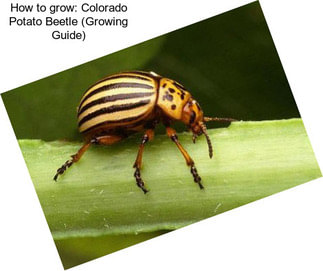 How to grow: Colorado Potato Beetle (Growing Guide)