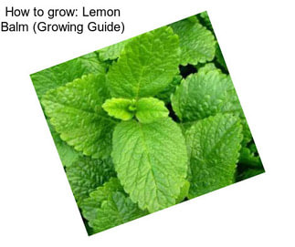 How to grow: Lemon Balm (Growing Guide)