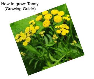 How to grow: Tansy (Growing Guide)