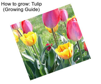 How to grow: Tulip (Growing Guide)