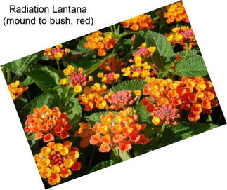 Radiation Lantana (mound to bush, red)