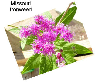 Missouri Ironweed