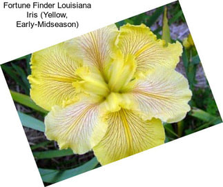 Fortune Finder Louisiana Iris (Yellow, Early-Midseason)