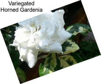 Variegated Horned Gardenia