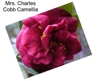 Mrs. Charles Cobb Camellia