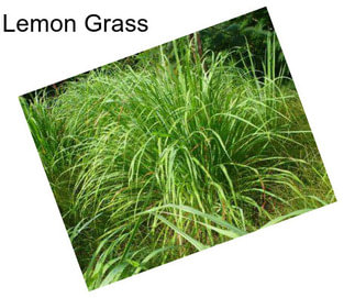 Lemon Grass