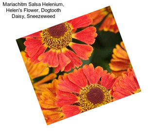 Mariachitm Salsa Helenium, Helen\'s Flower, Dogtooth Daisy, Sneezeweed