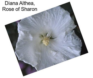 Diana Althea, Rose of Sharon