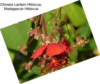 Chinese Lantern Hibiscus, Madagascar Hibiscus