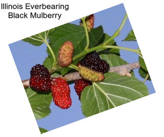 Illinois Everbearing Black Mulberry