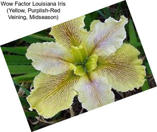 Wow Factor Louisiana Iris (Yellow, Purplish-Red Veining, Midseason)