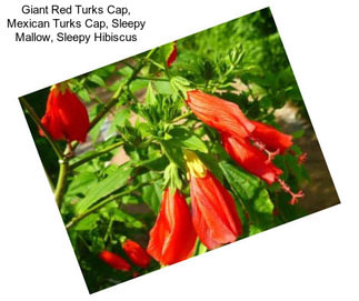 Giant Red Turks Cap, Mexican Turks Cap, Sleepy Mallow, Sleepy Hibiscus