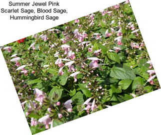 Summer Jewel Pink Scarlet Sage, Blood Sage, Hummingbird Sage