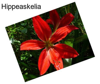 Hippeaskelia