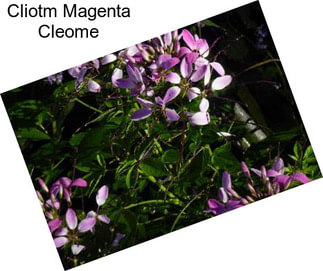 Cliotm Magenta Cleome