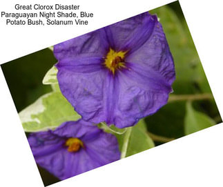 Great Clorox Disaster Paraguayan Night Shade, Blue Potato Bush, Solanum Vine