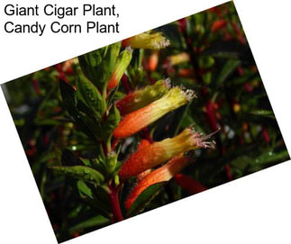 Giant Cigar Plant, Candy Corn Plant