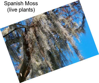 Spanish Moss (live plants)