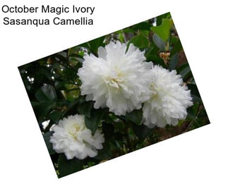 October Magic Ivory Sasanqua Camellia