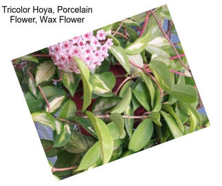 Tricolor Hoya, Porcelain Flower, Wax Flower