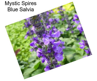 Mystic Spires Blue Salvia