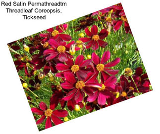 Red Satin Permathreadtm Threadleaf Coreopsis, Tickseed