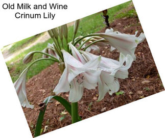 Old Milk and Wine Crinum Lily