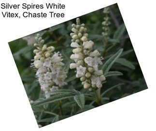 Silver Spires White Vitex, Chaste Tree