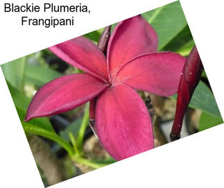 Blackie Plumeria, Frangipani