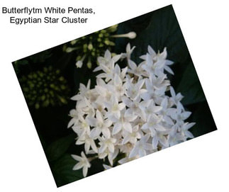 Butterflytm White Pentas, Egyptian Star Cluster