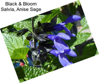 Black & Bloom Salvia, Anise Sage