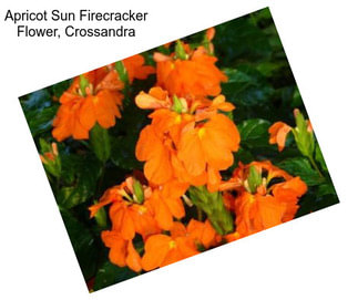 Apricot Sun Firecracker Flower, Crossandra