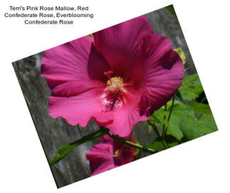 Terri\'s Pink Rose Mallow, Red Confederate Rose, Everblooming Confederate Rose