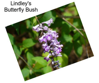 Lindley\'s Butterfly Bush
