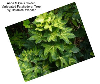 Anna Mikkels Golden Variegated Fatshedera, Tree Ivy, Botanical Wonder