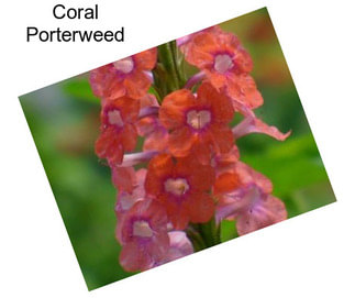 Coral Porterweed