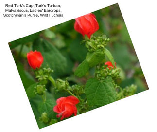 Red Turk\'s Cap, Turk\'s Turban, Malvaviscus, Ladies\' Eardrops, Scotchman\'s Purse, Wild Fuchsia