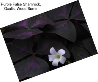 Purple False Shamrock, Oxalis, Wood Sorrel