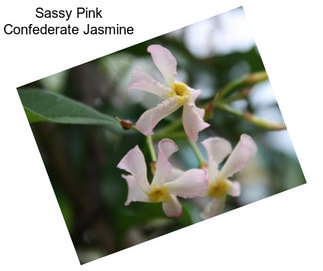 Sassy Pink Confederate Jasmine