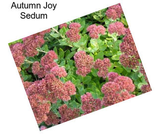 Autumn Joy Sedum