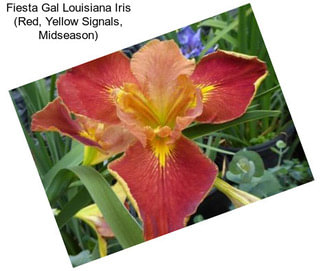 Fiesta Gal Louisiana Iris (Red, Yellow Signals, Midseason)