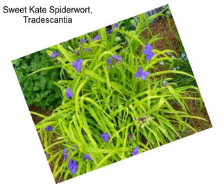 Sweet Kate Spiderwort, Tradescantia