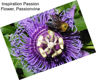Inspiration Passion Flower, Passionvine