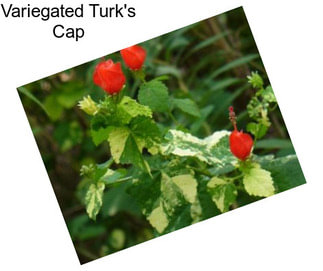 Variegated Turk\'s Cap