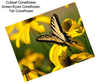 Cutleaf Coneflower, Green-Eyed Coneflower, Tall Coneflower