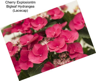 Cherry Explosiontm Bigleaf Hydrangea (Lacecap)